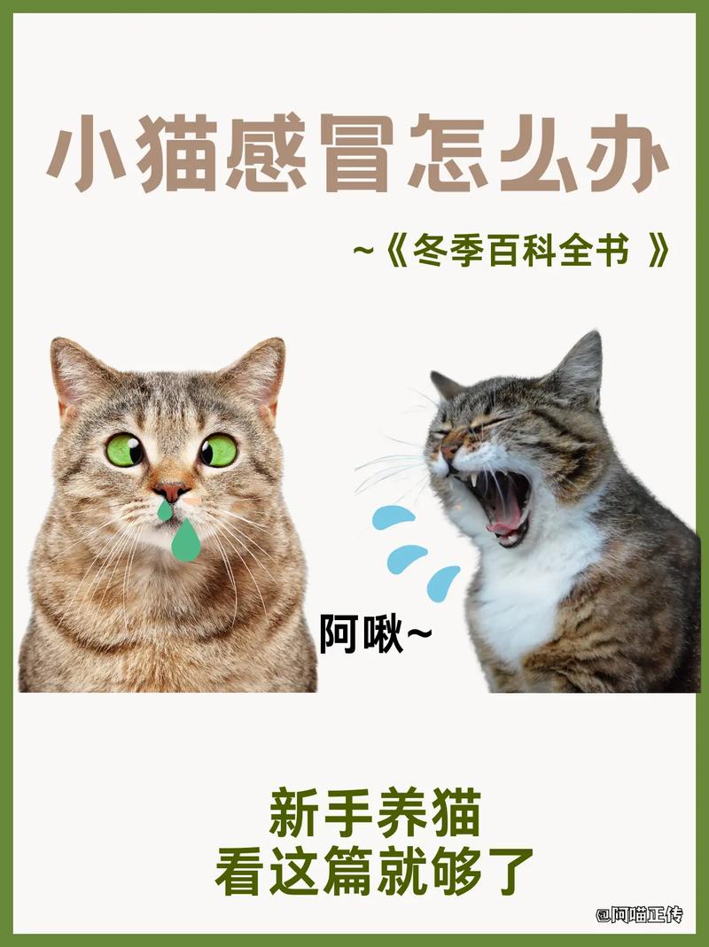 猫咪感冒期间为何变得异常活泼？