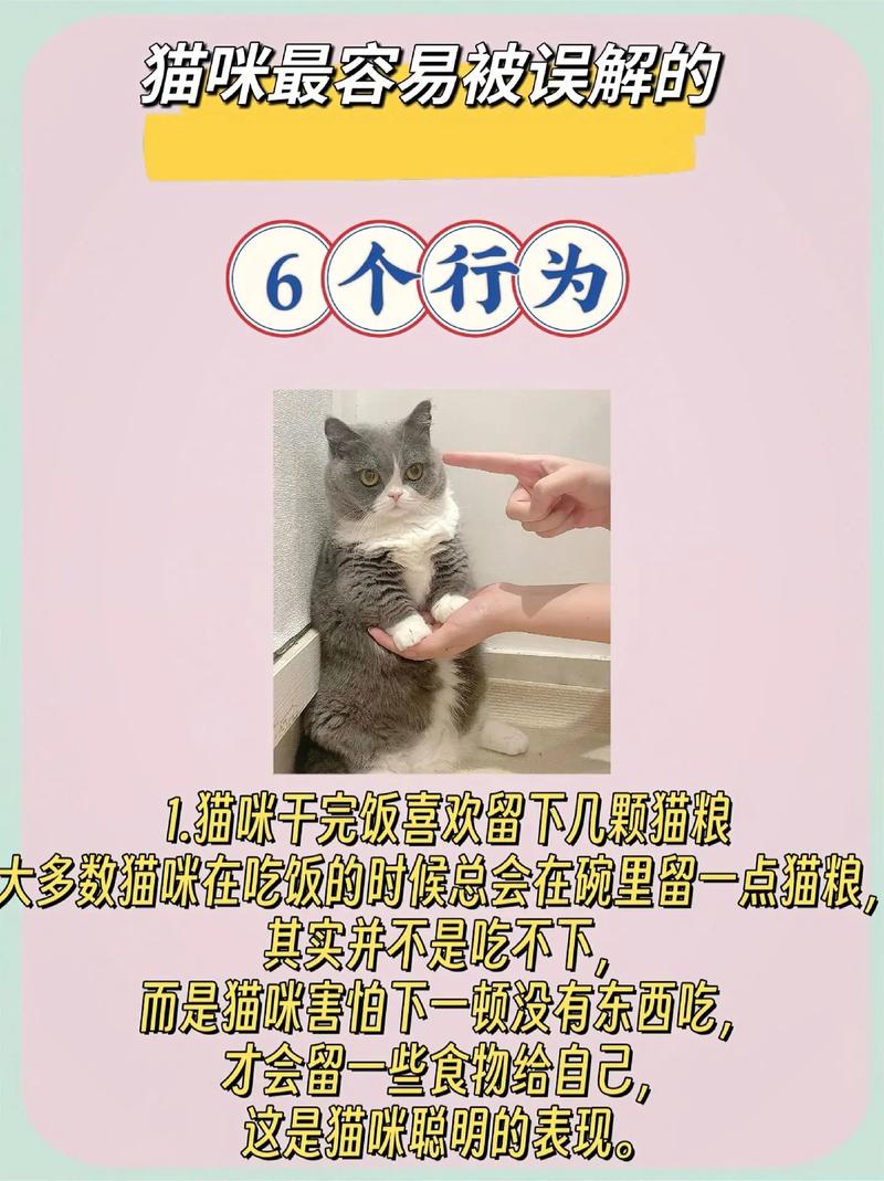 猫咪的无声语言，探索它们的交流方式