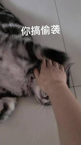 喵星来犯，揭秘猫咪的偷袭艺术