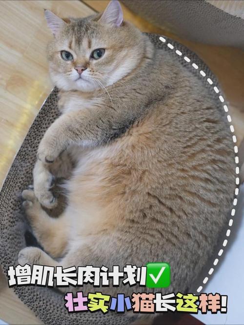 揭秘猫咪肚腹异常膨胀的原因与应对策略