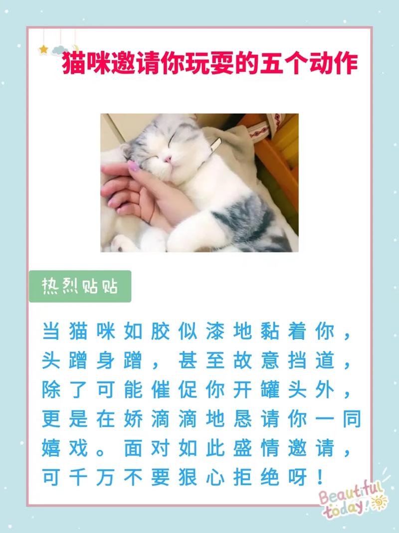 喵星人追随，探究猫咪与主人之间的情感纽带