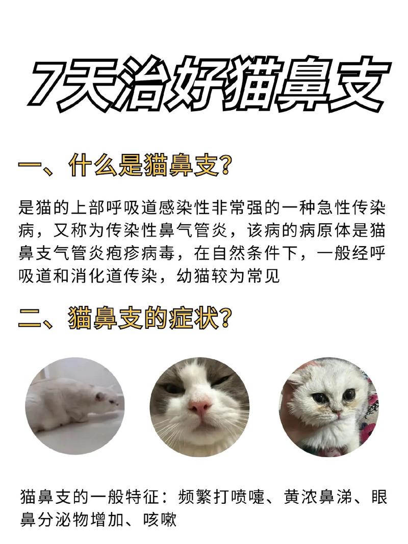 猫咪与鼻支，一场特别的猫咪约会