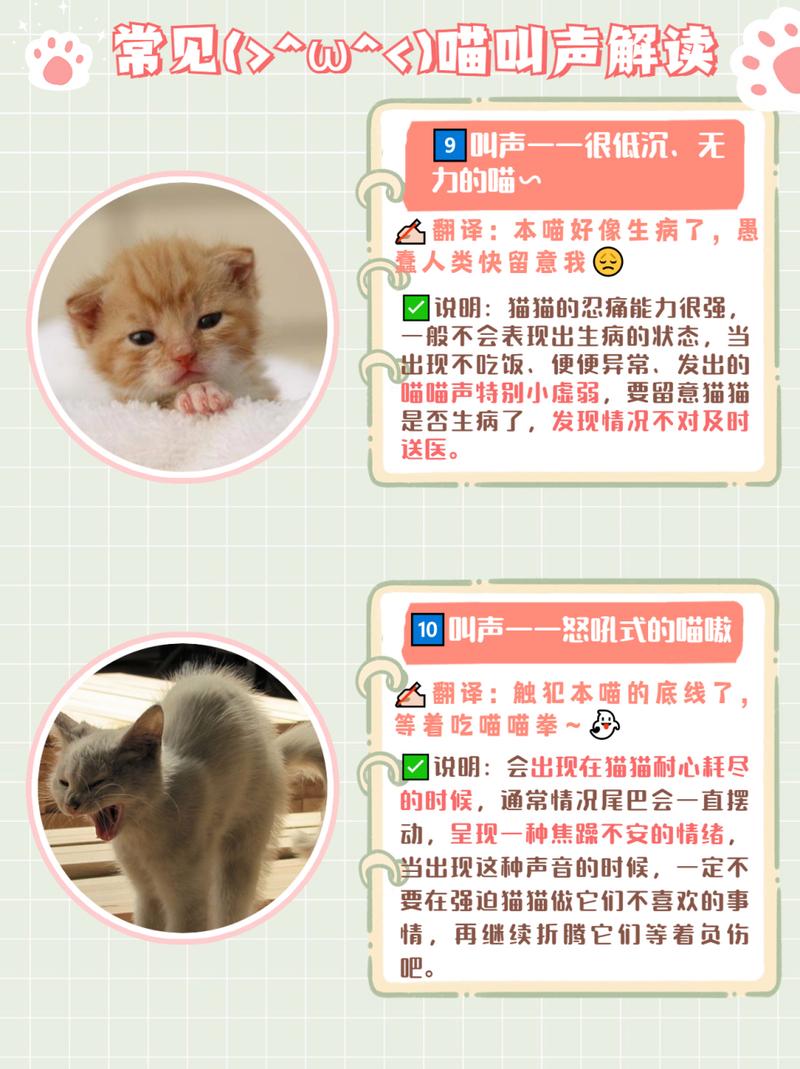 喵语之谜，揭秘猫咪如何传递语言