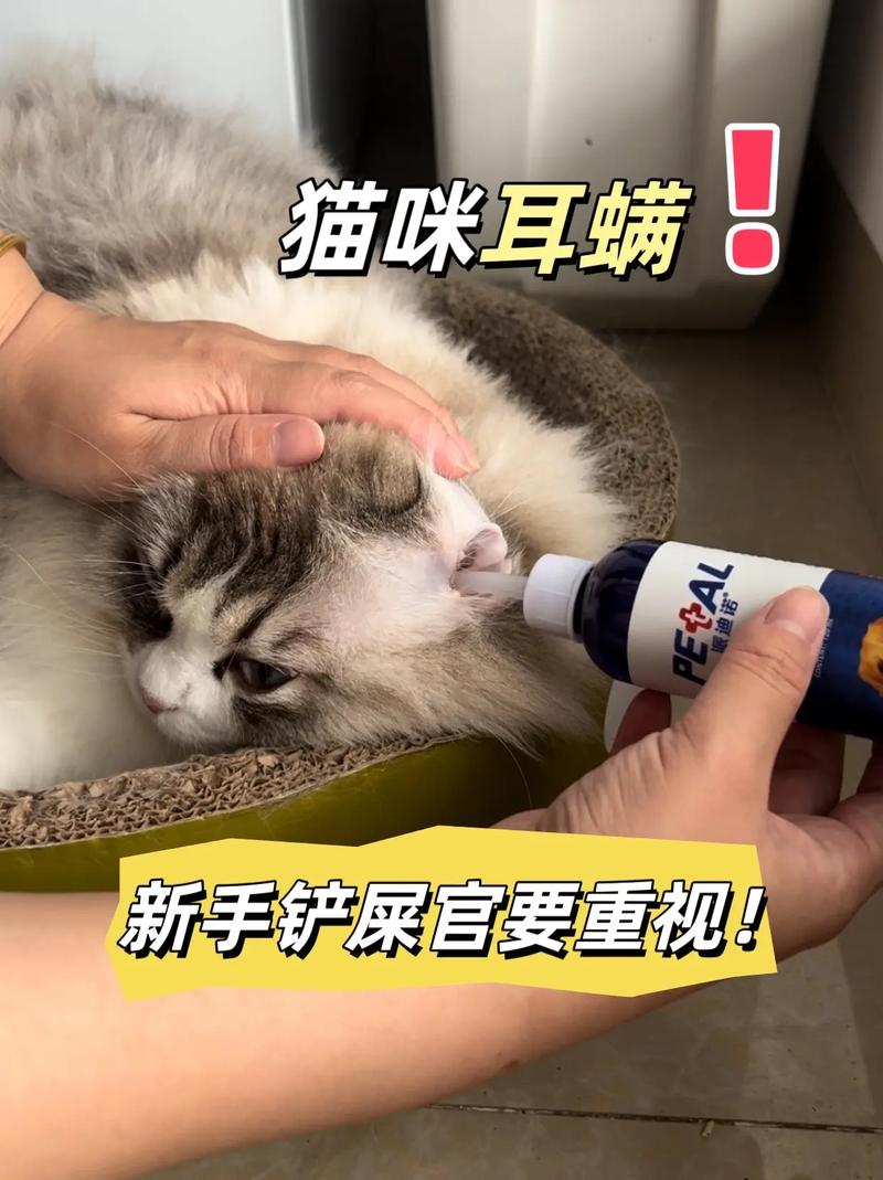 猫咪螨虫转移，如何有效预防与治疗