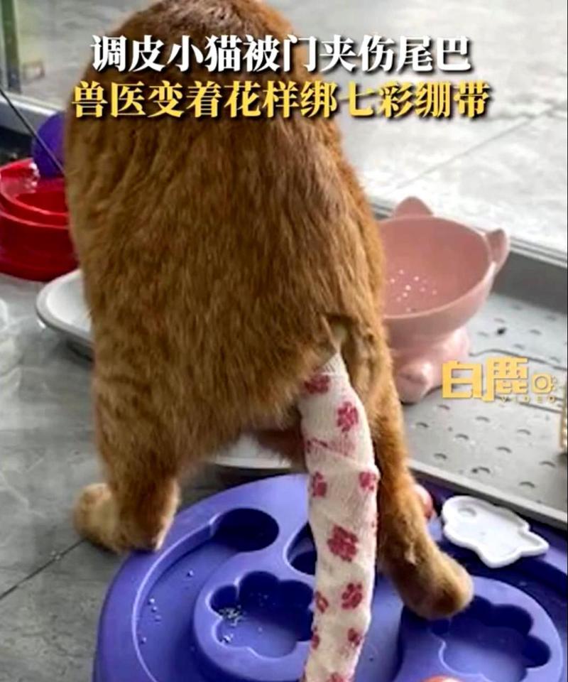 猫咪的尾巴夹伤记