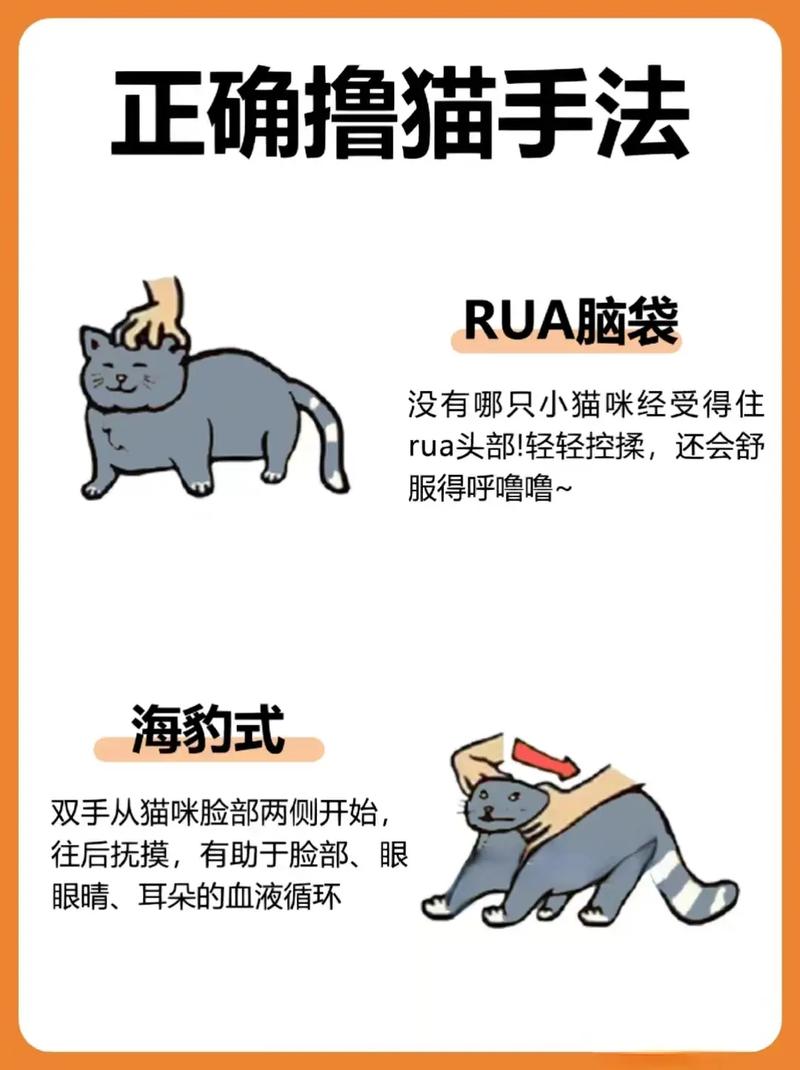 警惕的猫，了解猫咪行为背后的深层含义