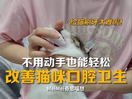 猫咪口腔健康，如何通过日常观察确保你的小猫拥有健康口腔