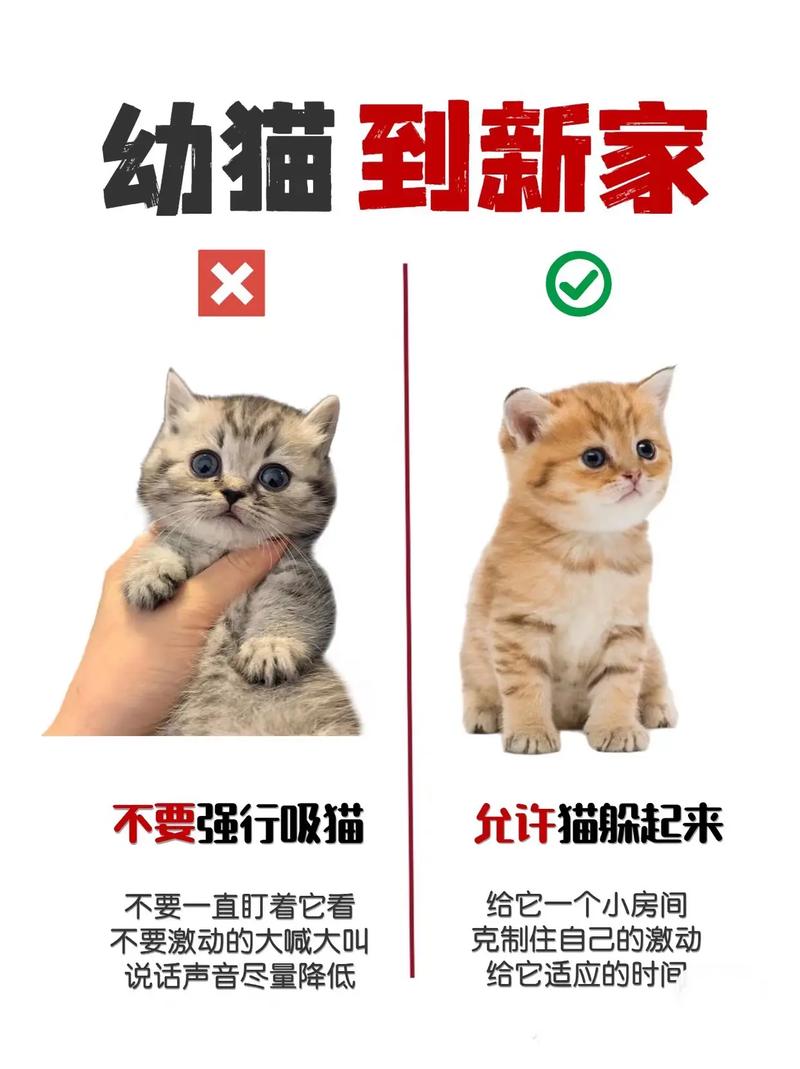 从幼猫到耄耋之年，揭秘猫咪一生的奇妙旅程