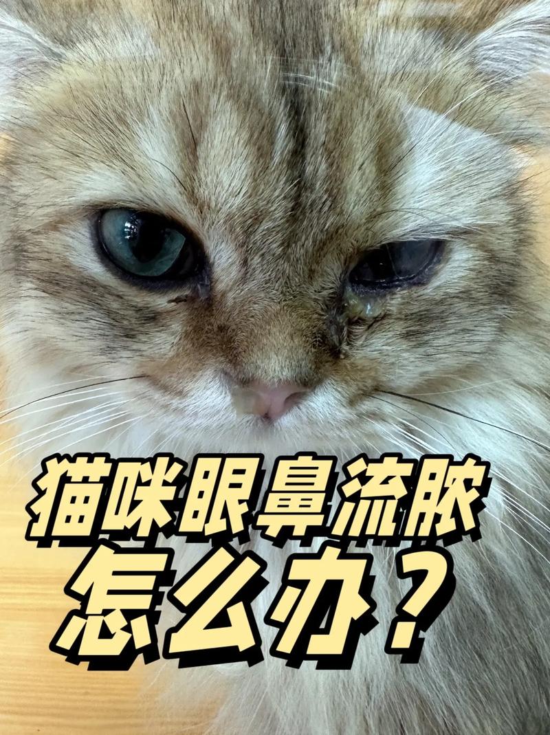 猫咪意外受伤流脓，如何正确护理？