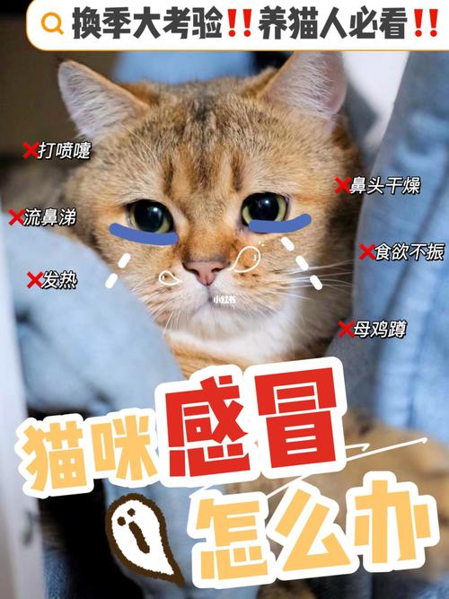 猫咪感冒初期的症状与应对策略