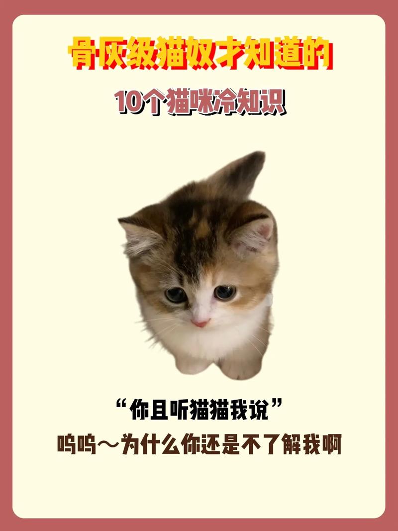 猫咪肚上的神秘黑点，了解它的秘密