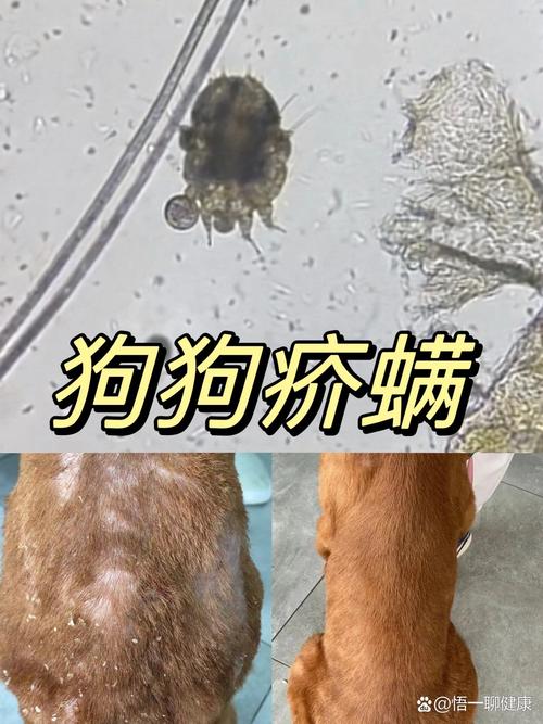 猫咪疥螨病的全面清洁指南