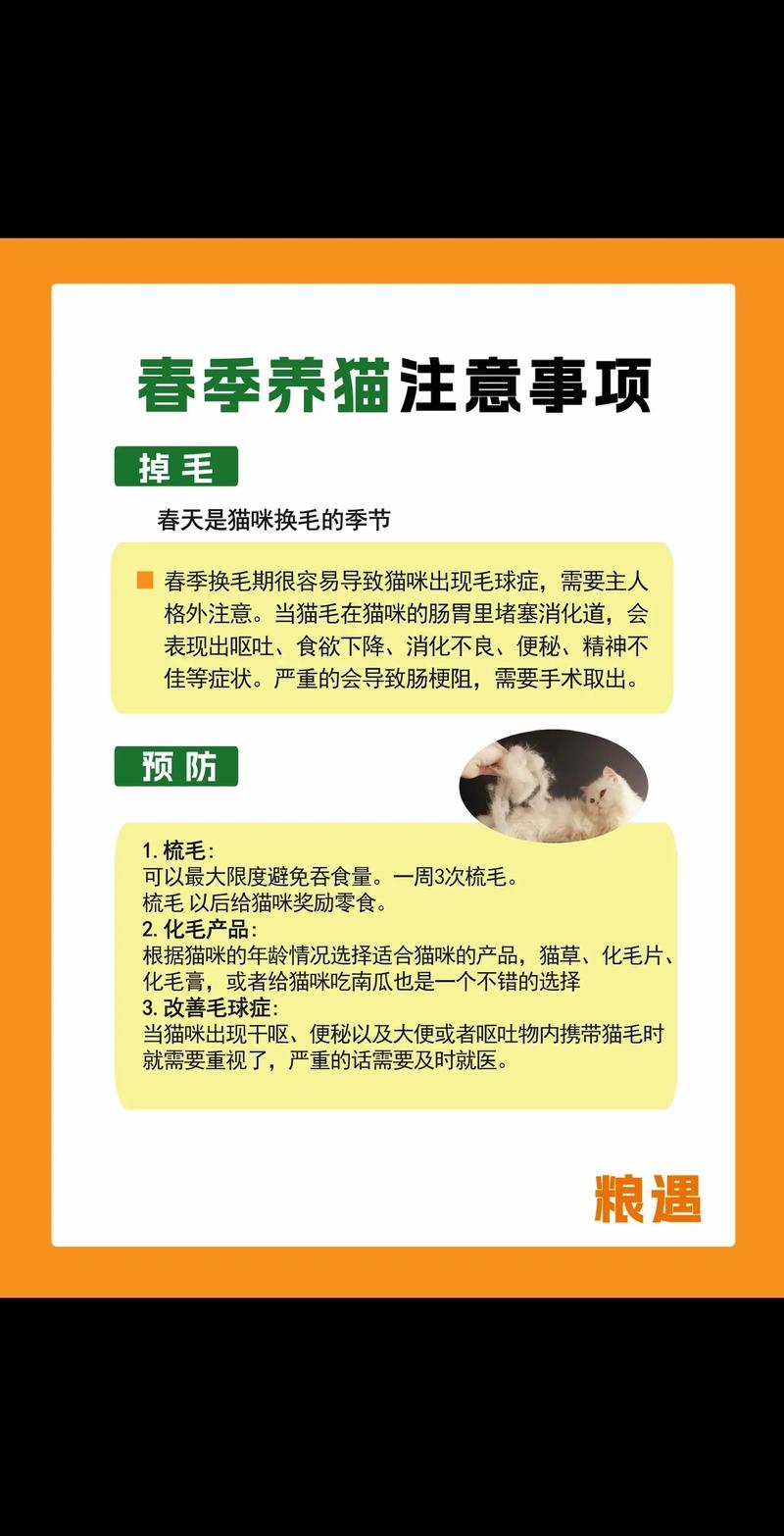 新生命的诞生——猫咪产后护理指南