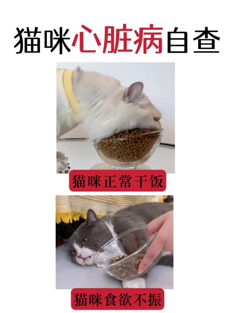 猫咪半年咳嗽，可能是慢性呼吸道疾病在作祟