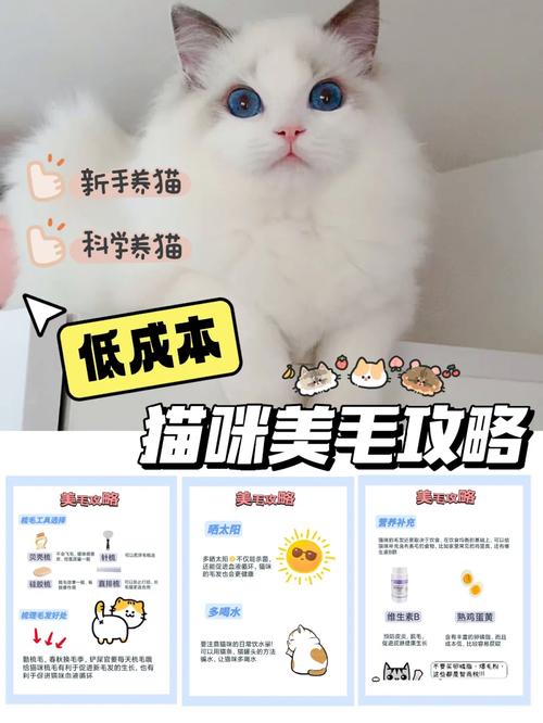 家庭繁育猫咪的价格全解析，从基础费用到潜在成本