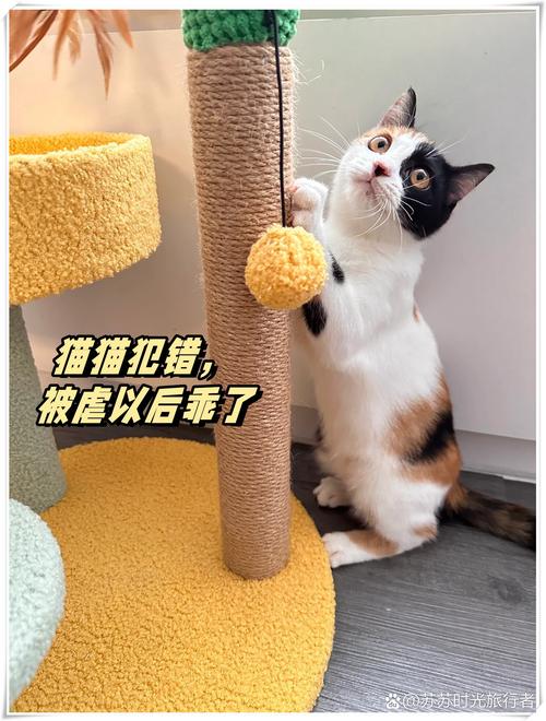 猫咪训练，训斥真的有用吗？