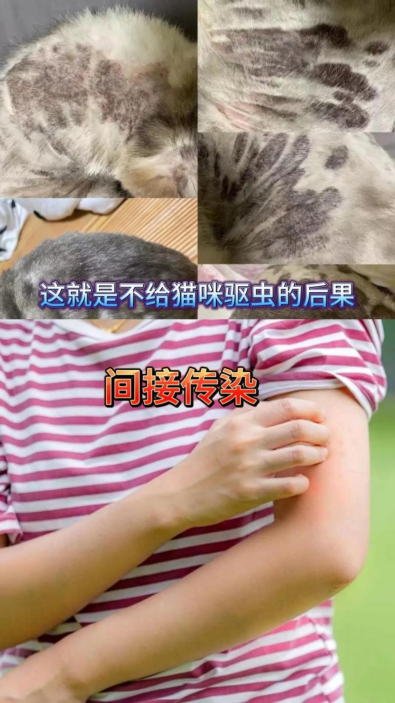 猫咪迷踪记，如何巧妙地寻回失踪的毛孩子