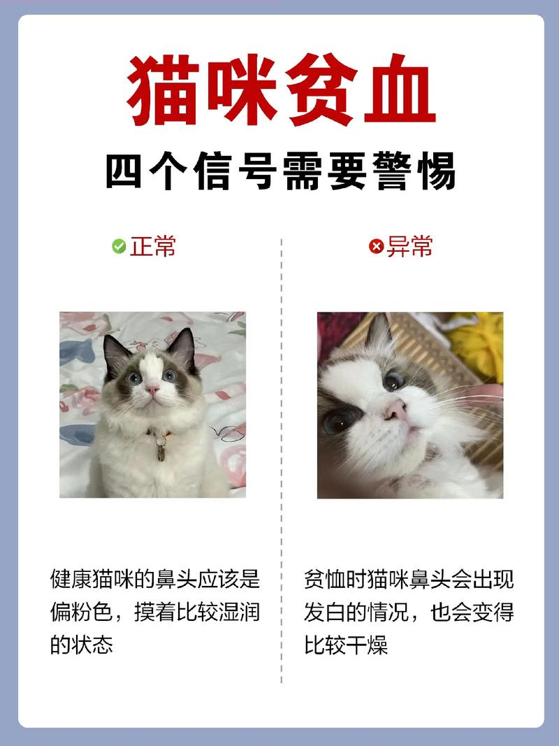 猫咪食欲不振、嗜睡？可能的健康信号