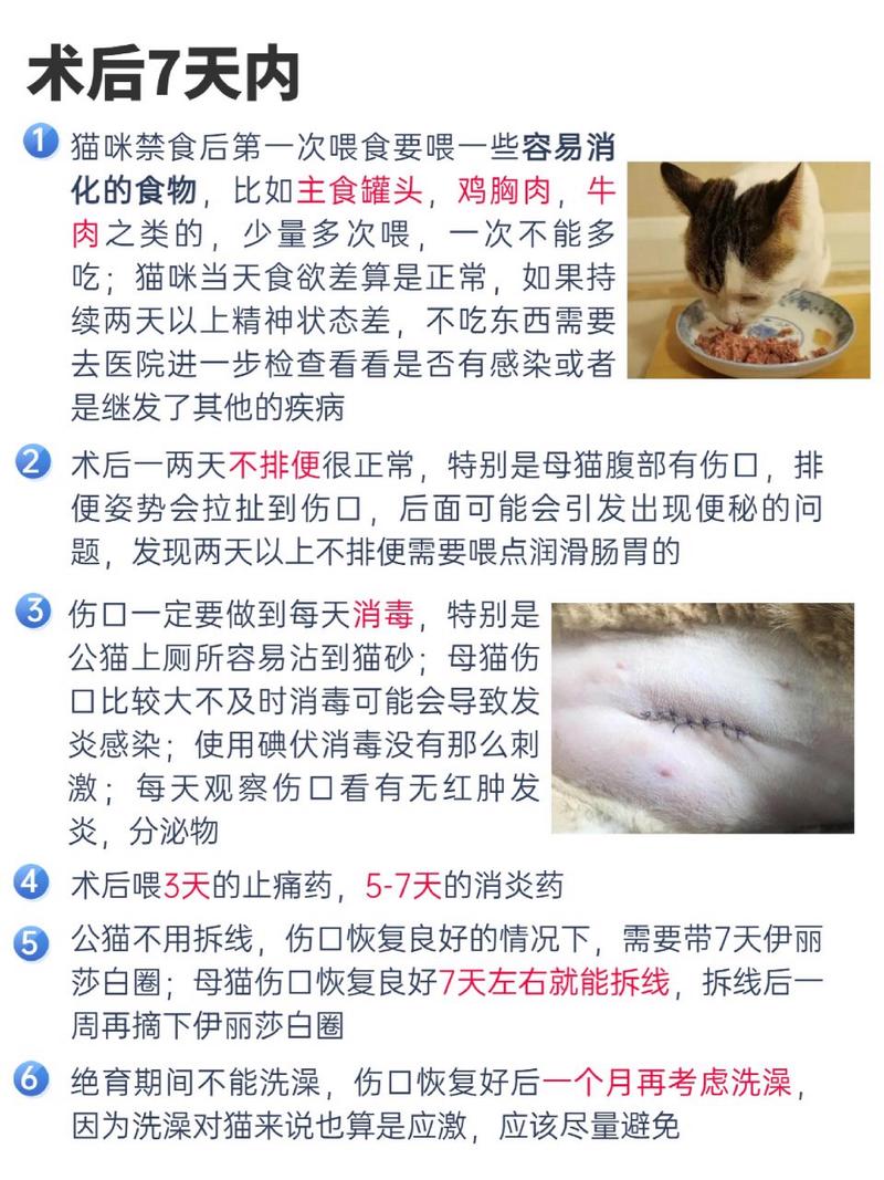 猫咪的麻醉之谜，一次令人震惊的实验