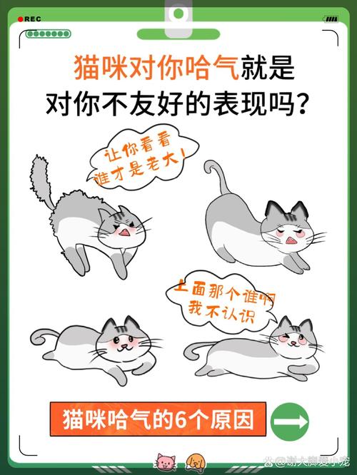 揭秘猫咪右侧脸部肿胀背后的秘密