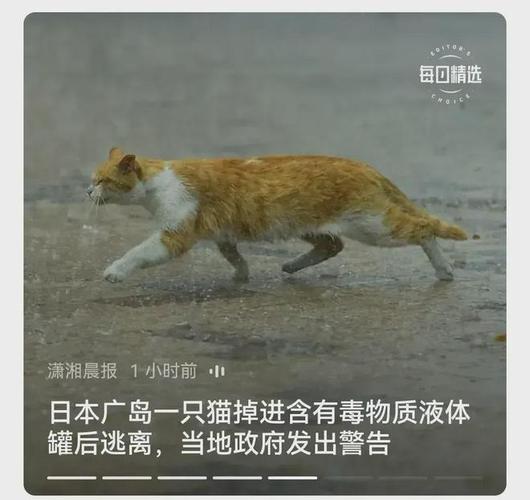 揭秘猫咪致命疾病的隐形杀手