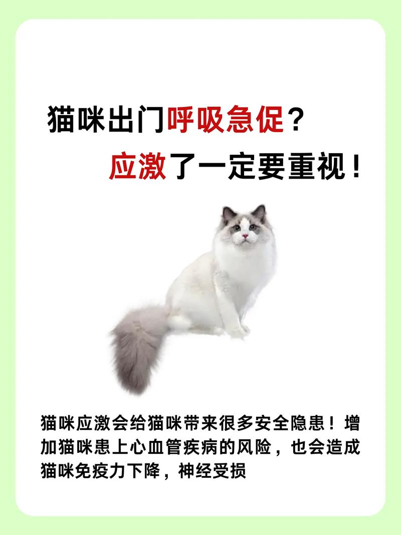 猫咪的急促呼吸与抽搐，潜在健康危机的信号