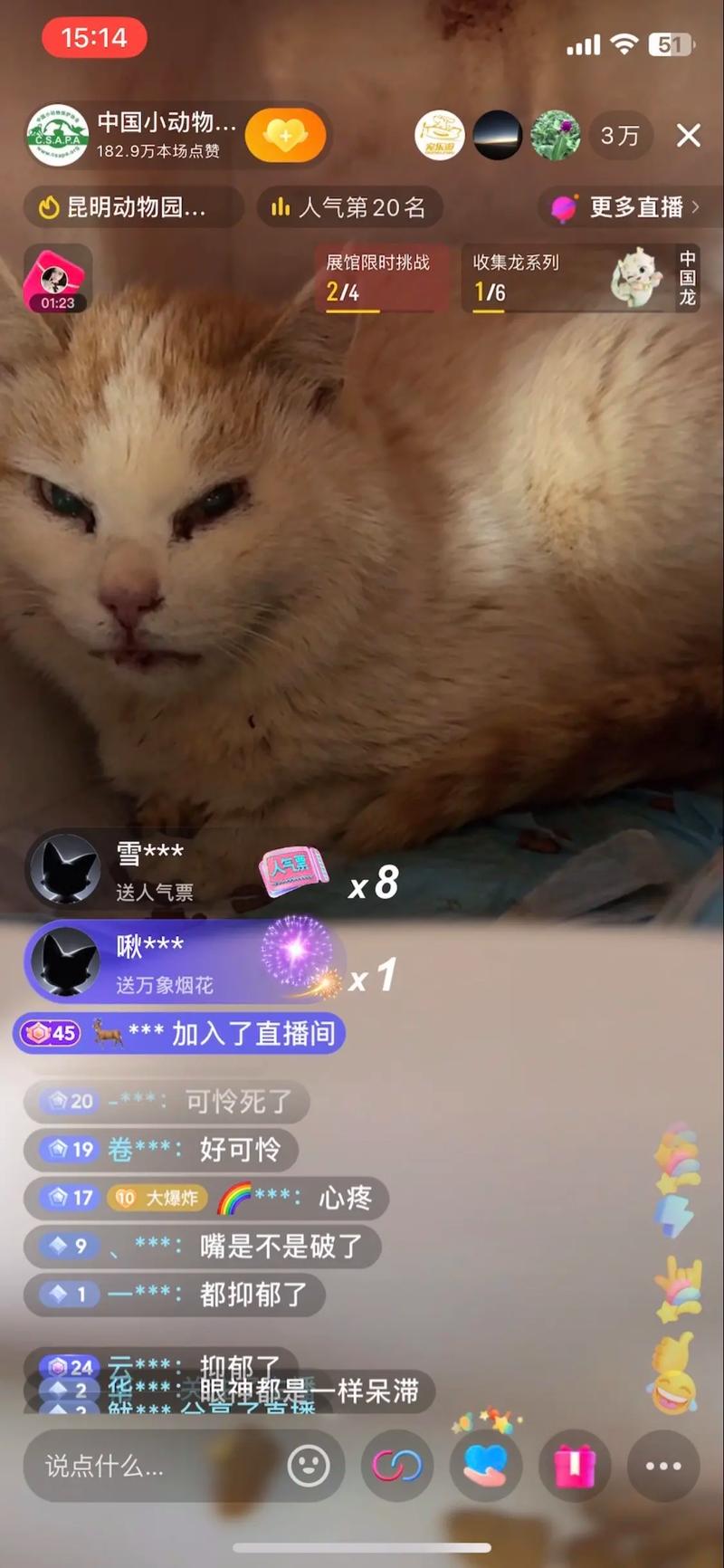 猫咪的情绪危机，抑郁症如何影响你的毛孩子