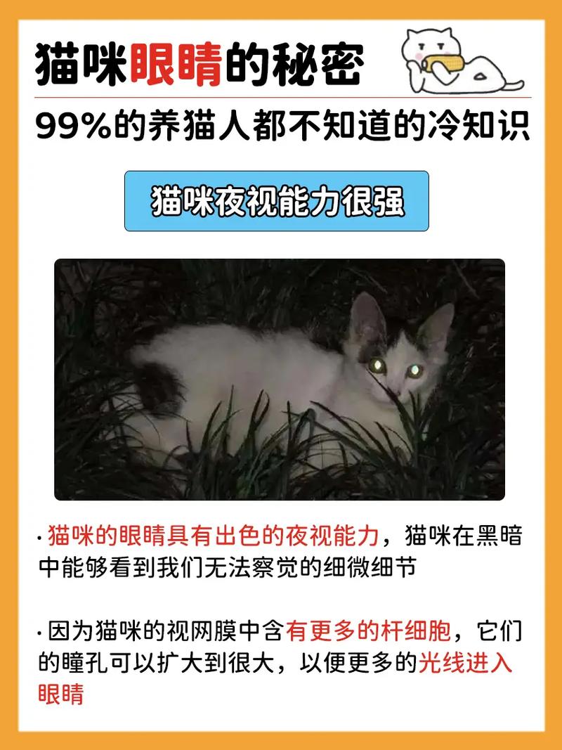 猫咪为何常常甩前腿？揭秘猫的神秘行为