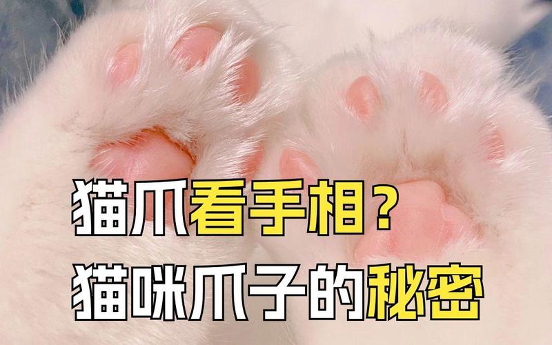 揭秘猫咪大爪子的秘密