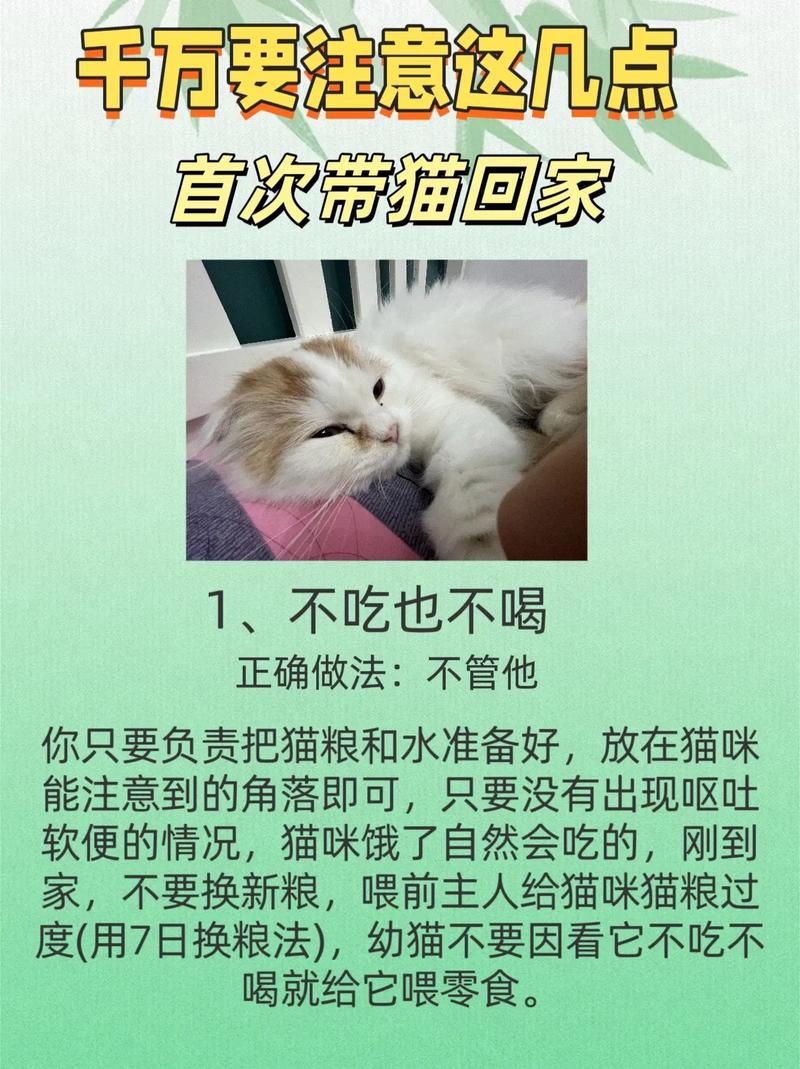 猫咪真的知道回家吗？