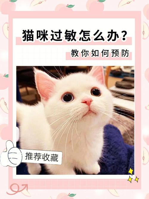 猫咪毛发引发的痒痛，解决猫咪过敏性皮炎的妙招