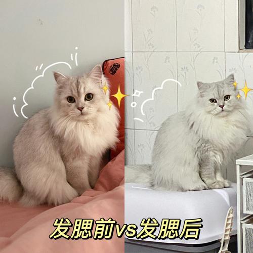 猫咪为何垂耳？揭秘耷拉背后的秘密