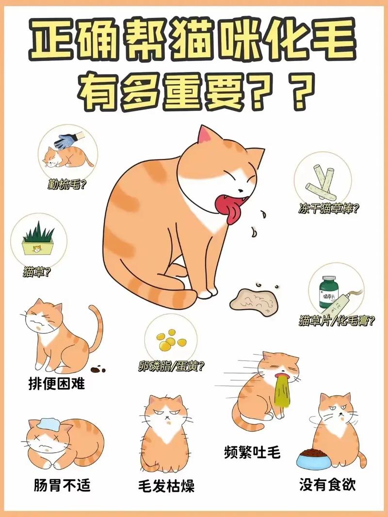 猫咪毛发干燥的秘密，避免毛发不干的妙招