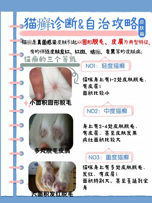 猫咪嘴巴下方结痂，了解病因和护理方法