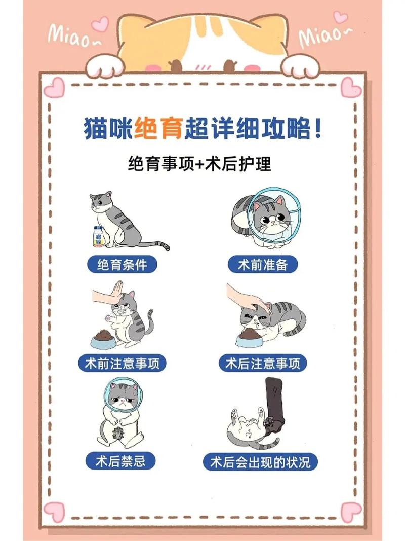 揭秘猫咪绝育术后伤口护理的正确方式