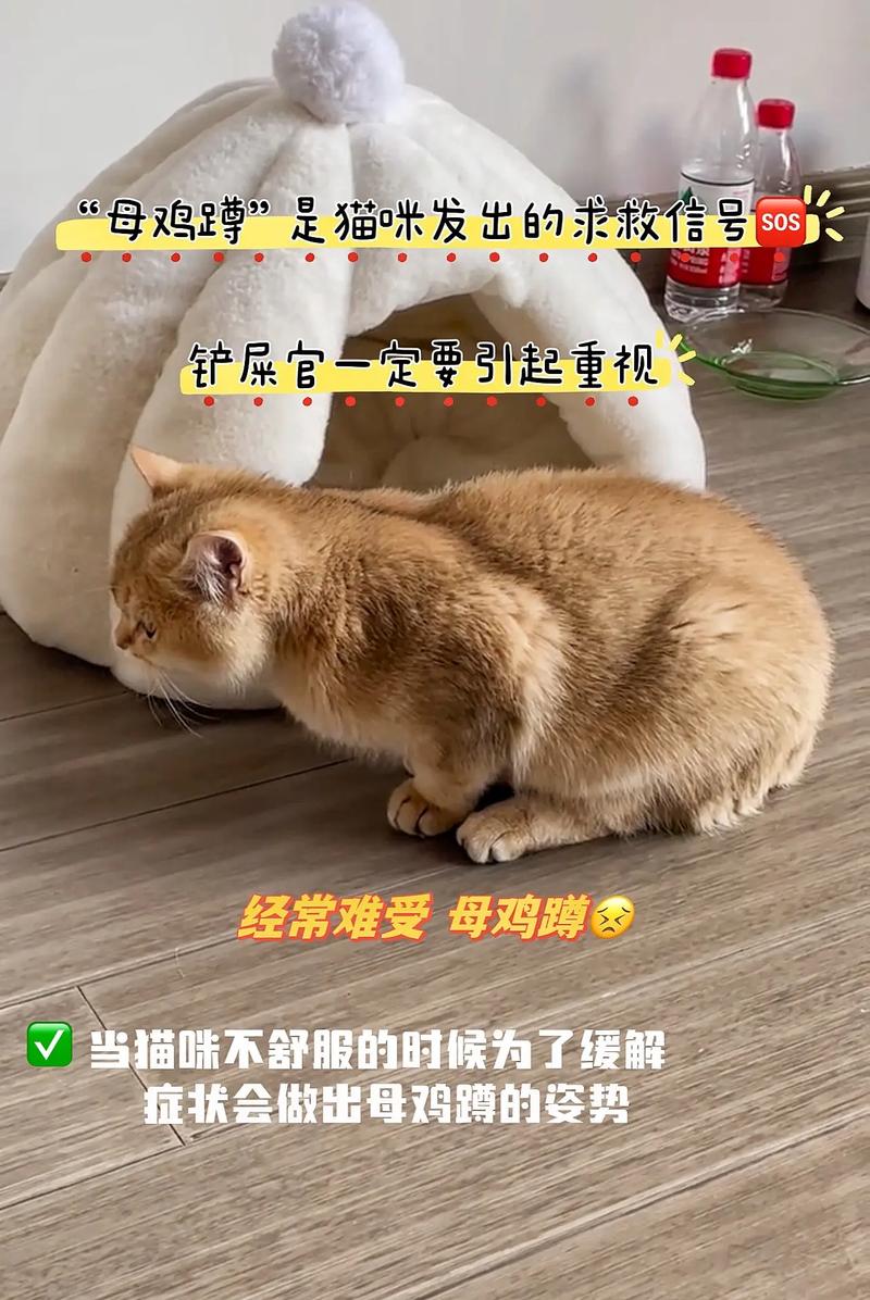 猫咪防脱毛浴液，呵护毛球的秘密武器