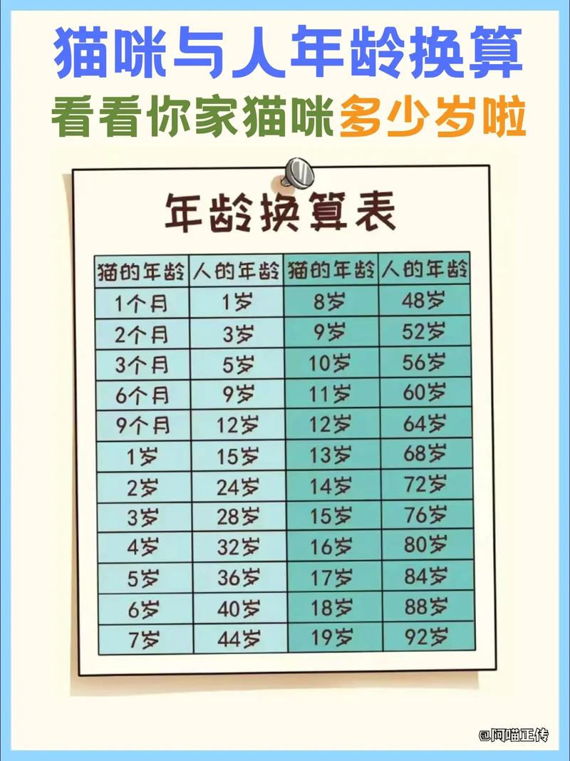 揭秘猫咪最佳出售年龄，如何正确引导你的毛孩子走向新家