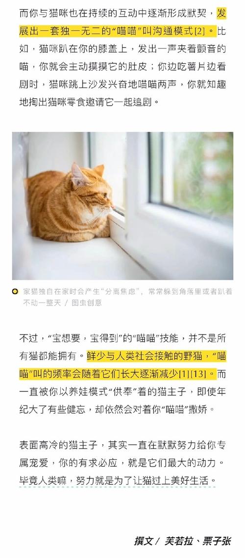 猫咪见到主人，为何总要叫唤？