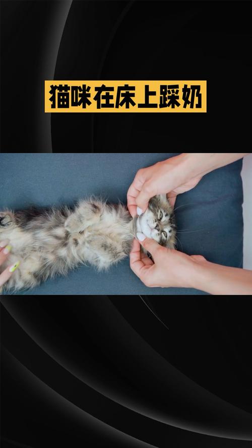 猫咪呼吸加快？了解背后可能的原因