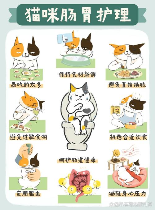 温馨呵护——猫咪怀孕期的全面护理指南