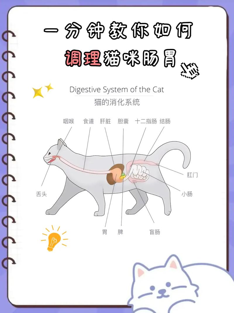 揭秘猫咪的胃到底在哪里？