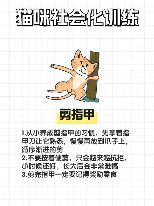 猫咪指甲不慎受损？如何正确护理与预防