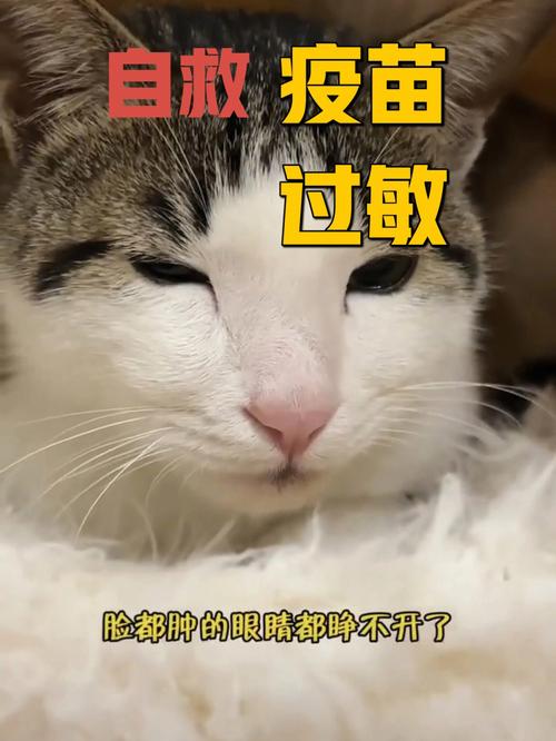 猫咪打针后的焦躁反应及其应对策略