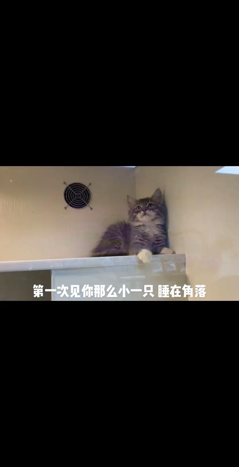 猫咪的药物爱好，一场意外的冒险