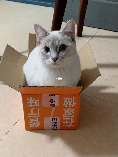 猫咪为何总是抓箱子？探究背后的秘密