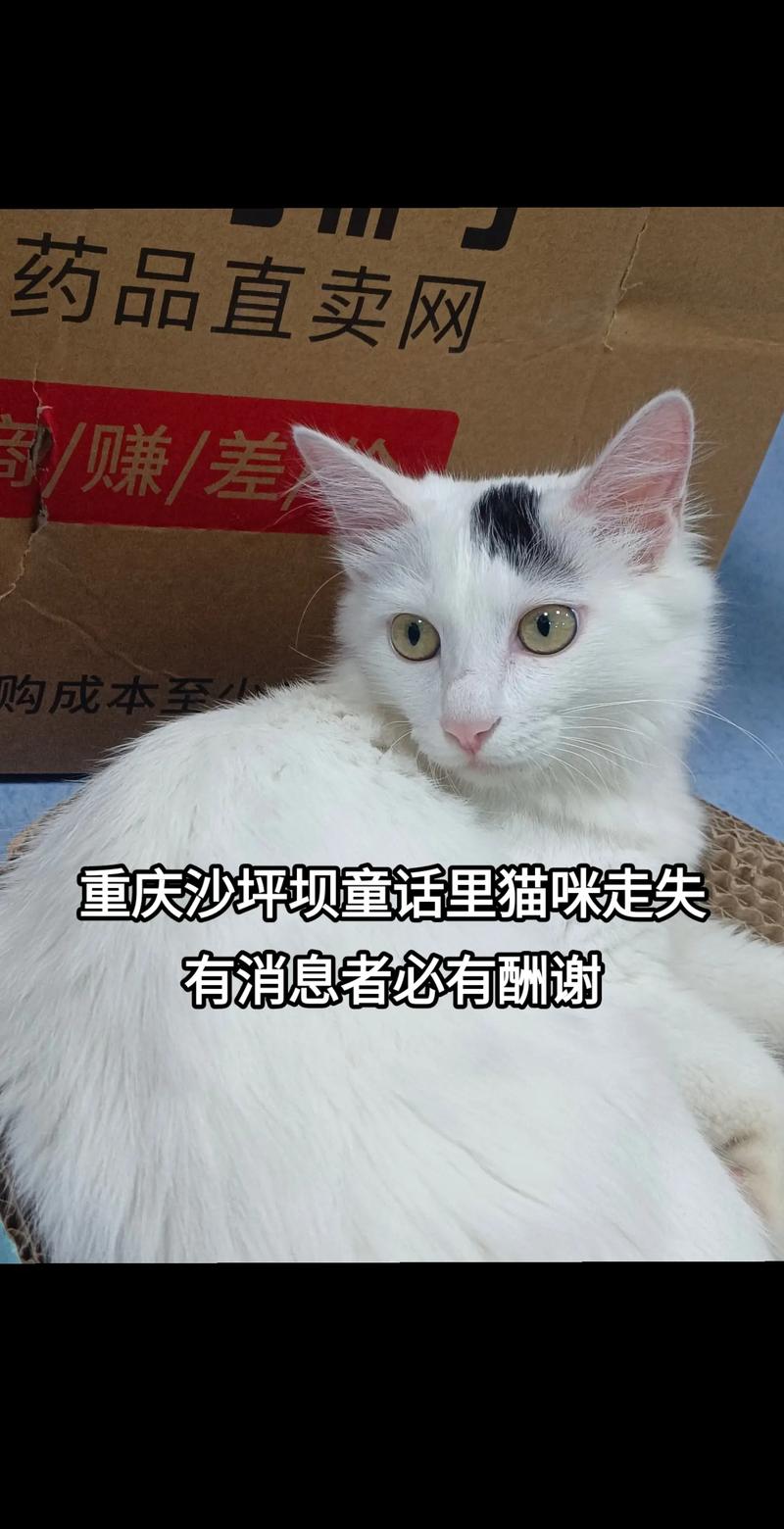 降低猫咪走失几率的五大策略