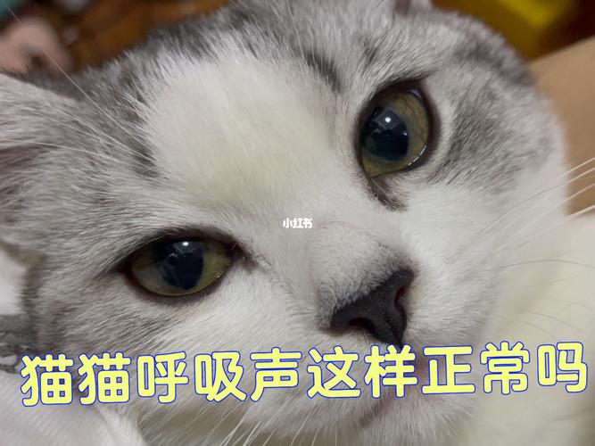 猫咪呼吸声音大的背后真相