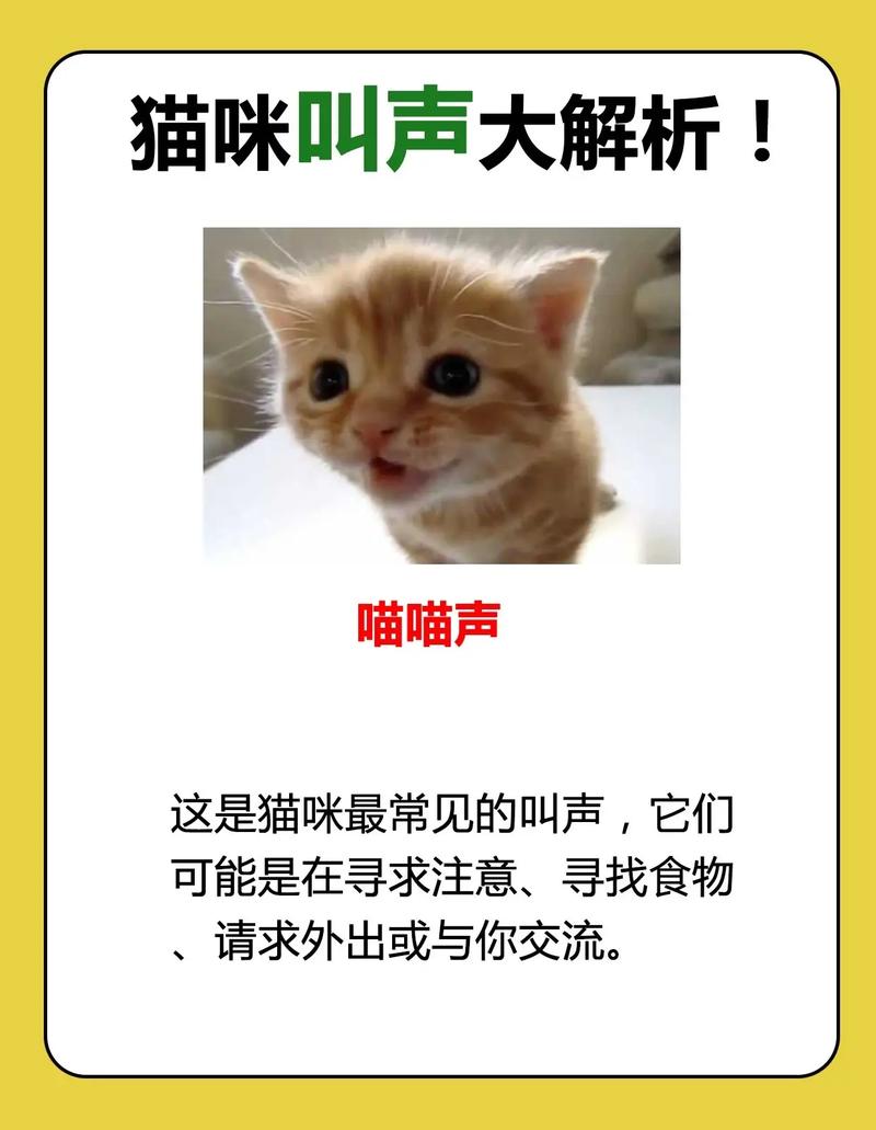 喵喵声中识猫心—— 从喵喵到喵呜，猫咪叫声里的秘密