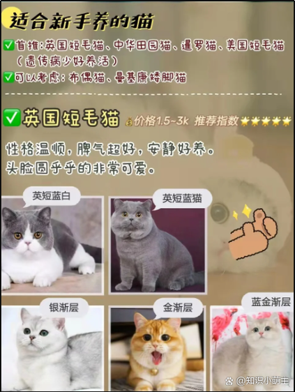 猫咪的舒适温度，掌握室内适宜温度的小贴士