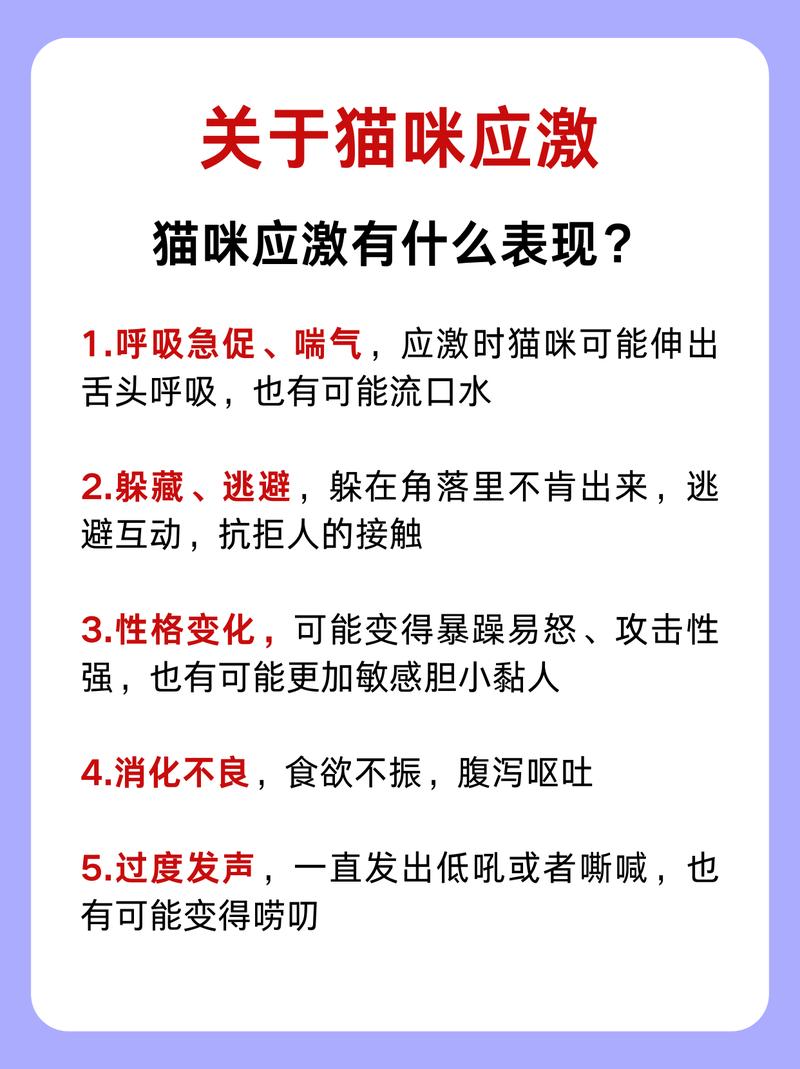 猫咪呼吸急促，警惕可能的健康问题